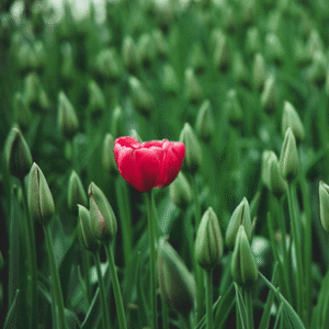 Embracing Uniqueness: Celebrating Every Child's Individuality - 8982